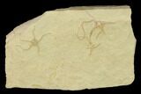 Jurassic Brittle Star (Sinosura) Fossils - Solnhofen #132420-1